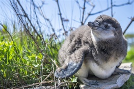 Endangered Penguins Increase Their Colony at New York Aquarium